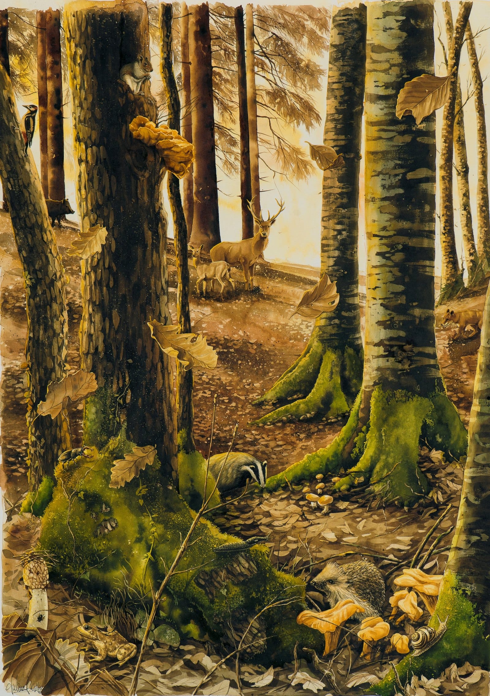 La forêt et la vie sauvage. Blaireau, hérisson, chevreuils et chanterelles, au ras du sol.